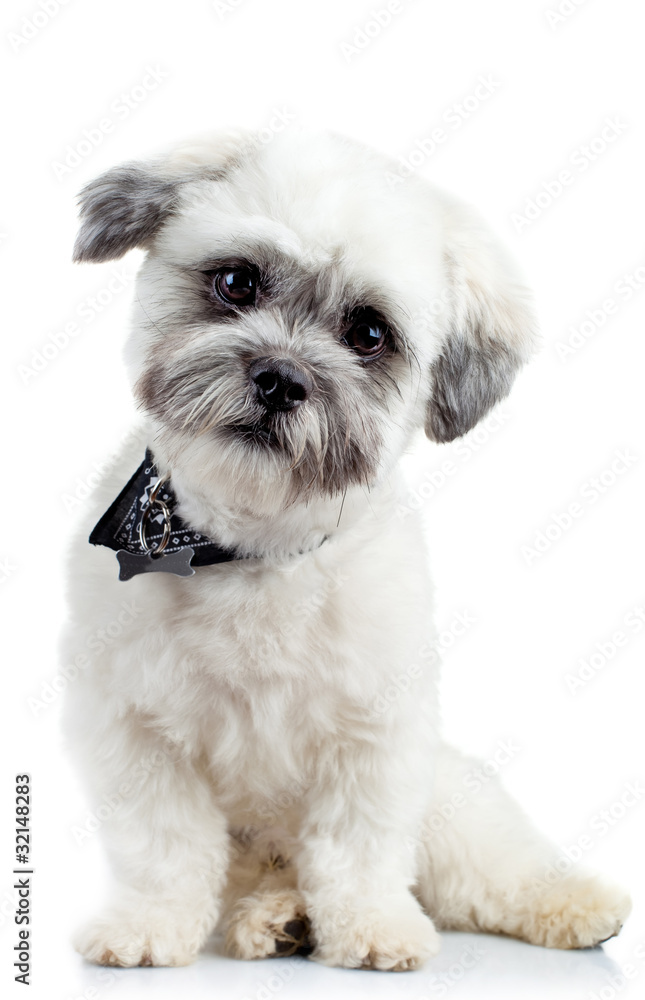 curious small bichon havanese puppy curious small bichon havanese puppy
