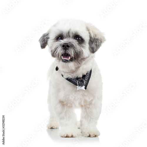 Foto cute little bichon havanese puppy