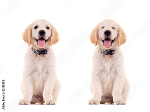 Fototapeta Naklejka Na Ścianę i Meble -  two emotional poses of a cute puppy