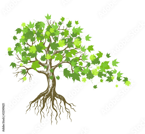 maple tree