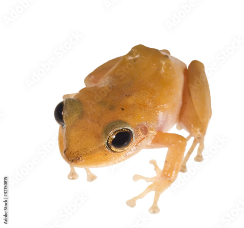 Caribbean coqui leaf frog (Eleutherodactylus portoricensis). Sym