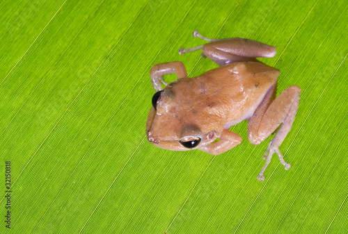 Caribbean coqui leaf frog (Eleutherodactylus portoricensis). Sym photo