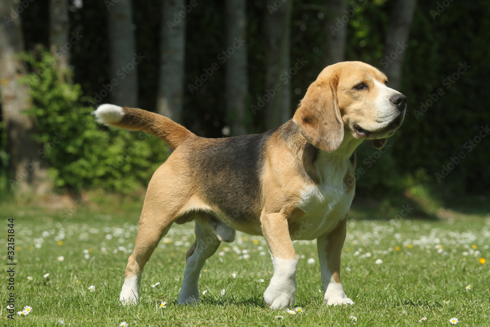 beagle, chien courant