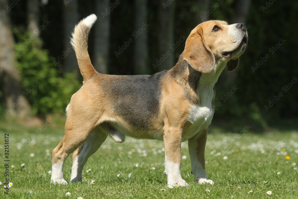 beagle écoutant son maître