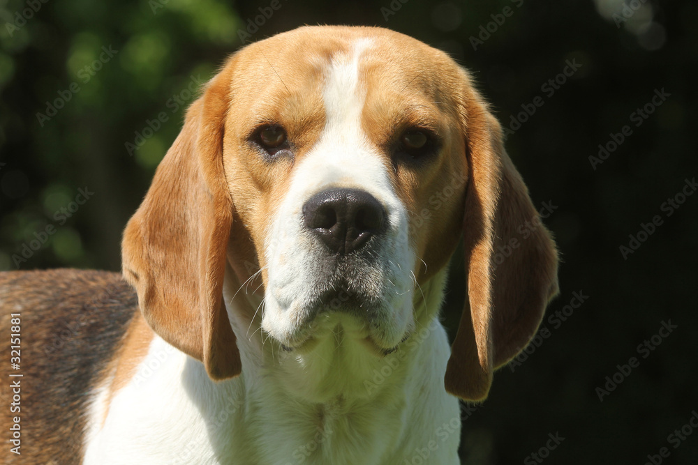 BEAGLE PORTRAT BEAGLE PORTRAT