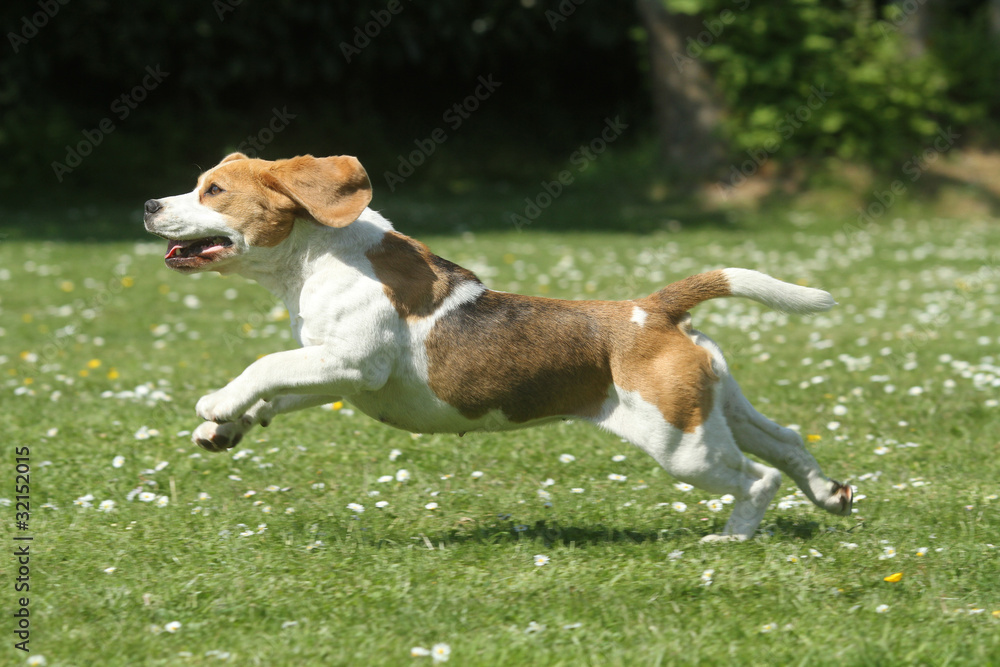 plaisir,vivacité,vitalité du beagle plaisir,vivacité,vitalité du beagle