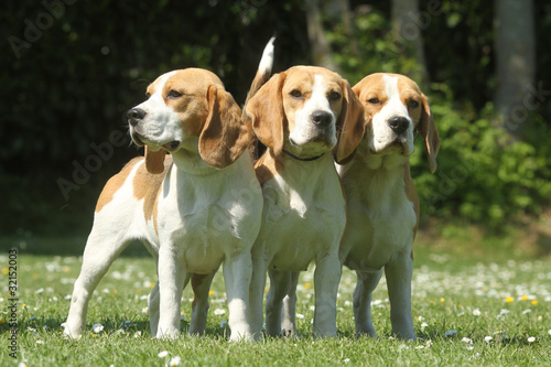 Obraz na płótnie trois chiens de race beagle ensemble