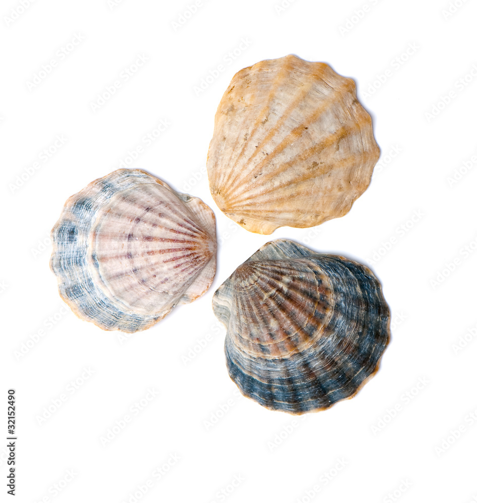 seashell seashell