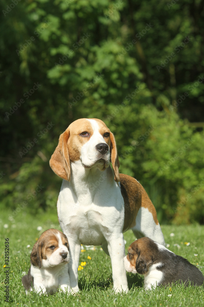 maman beagle et ses deux chiots