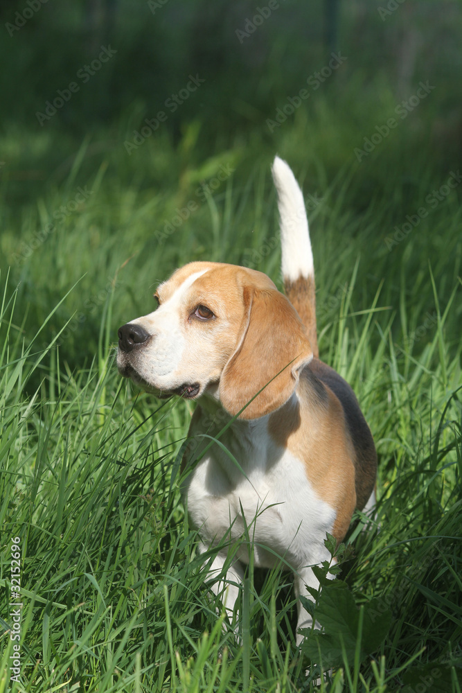 beagle attentif