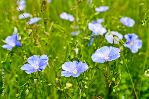 Blue wild flowers on the background of bright green grass