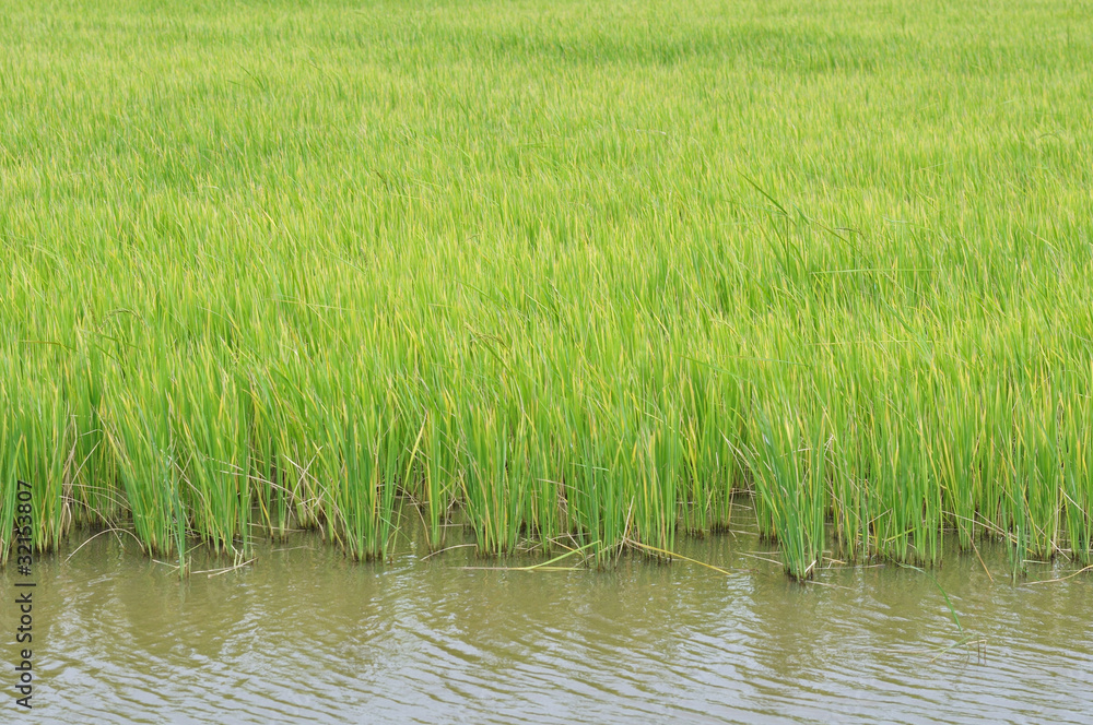 Rice field Rice field