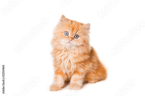 Fototapeta red persian kitten on isolated white background