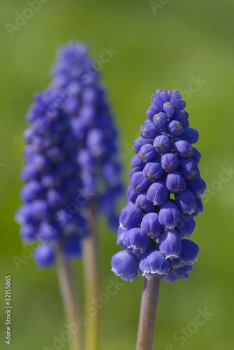 grape hyacinth