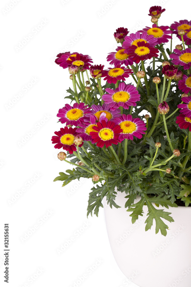 studio shot of a marguerite in a flowerpot isolated on white