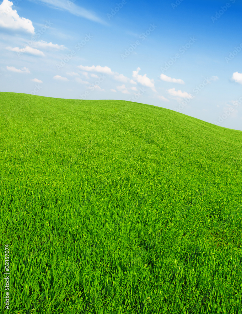 Fototapeta premium fresh green grass with bright blue sky