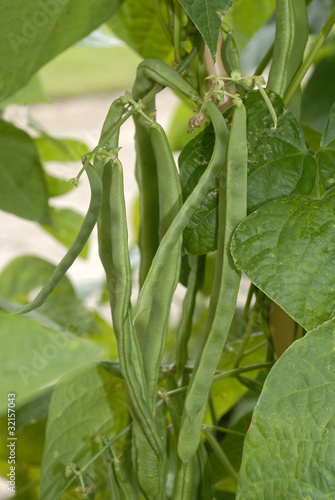 Haricot mangetout, Phaseolus vulgaris 'Phénoméne' photo