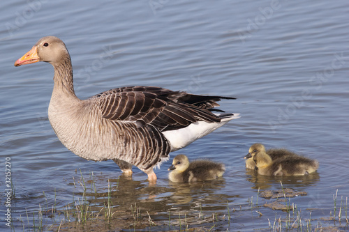 Greylag Goose with gosling