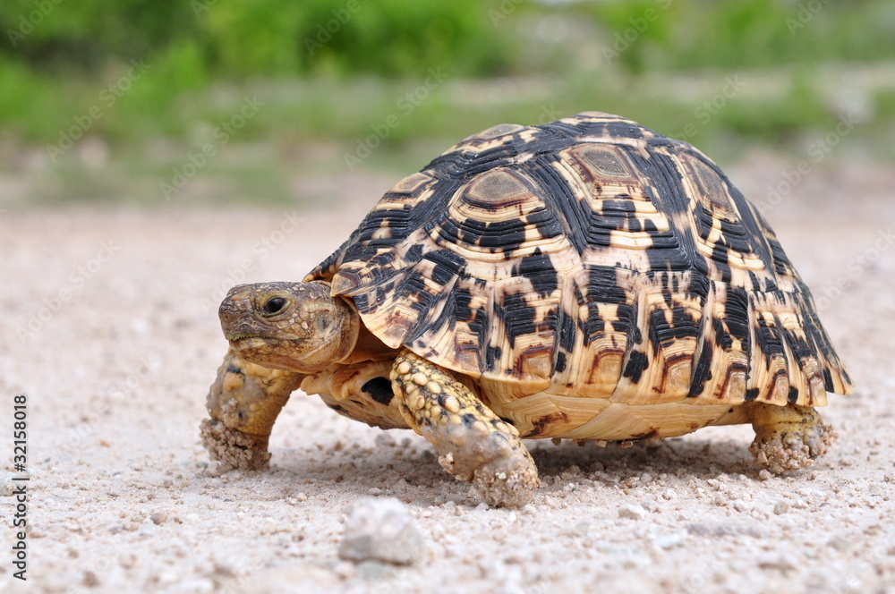 Naklejka premium leopard tortoise