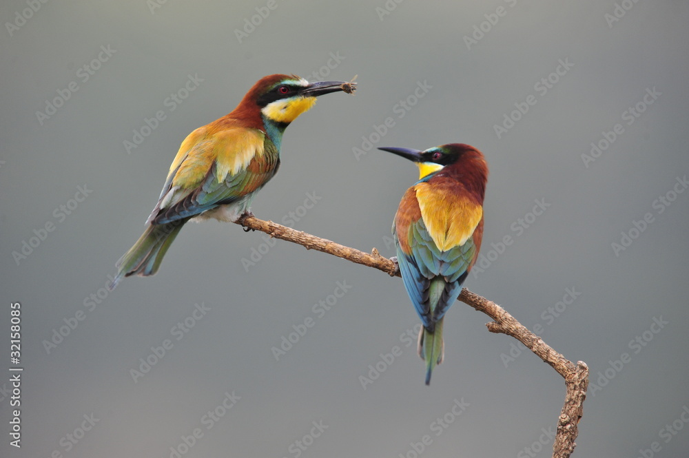 Bee-eater, Merops apiaster - the marriage period Bee-eater, Merops apiaster - the marriage period