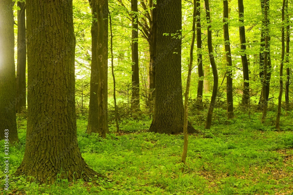 trees trees