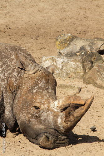 Rhino laying in the sand