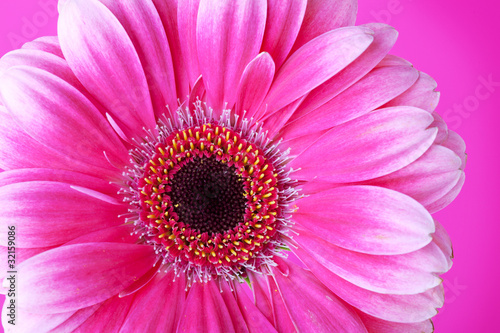 Pink flower on background