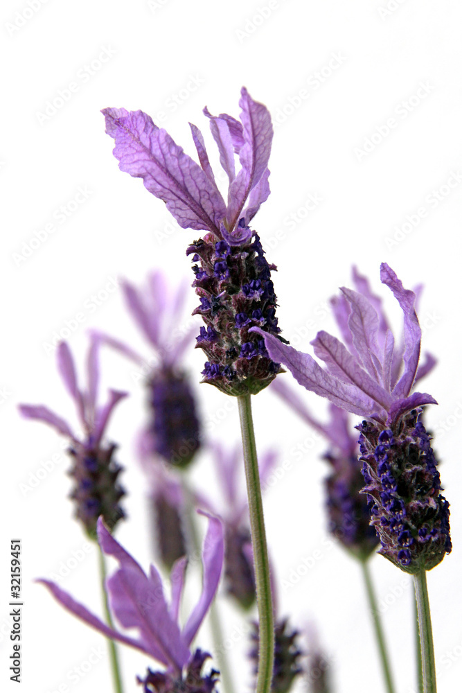 Fototapeta premium schopf-lavendel