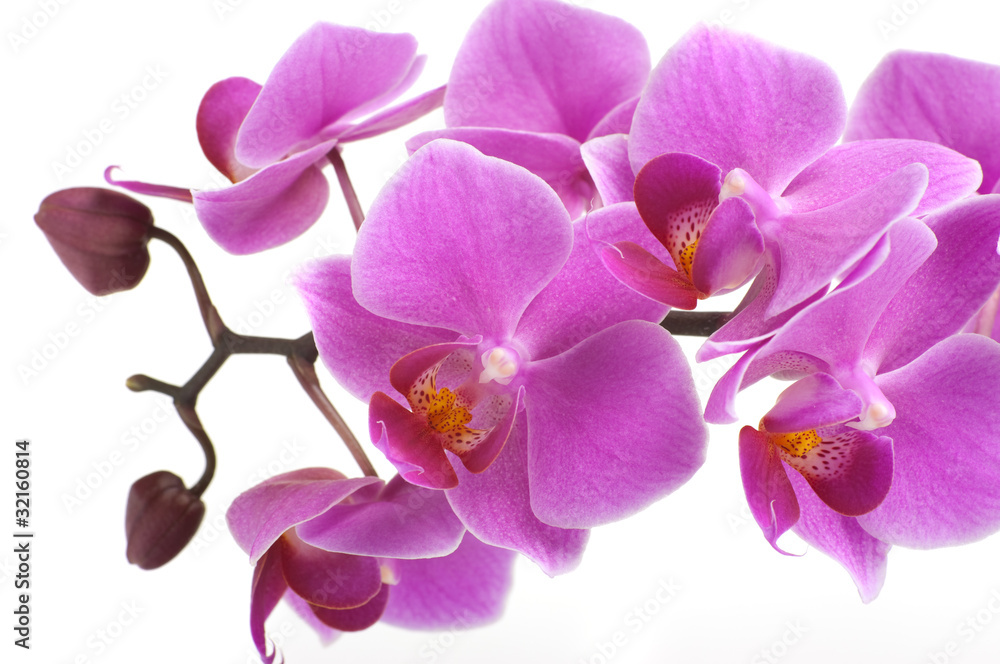 Orchid Flower Orchid Flower