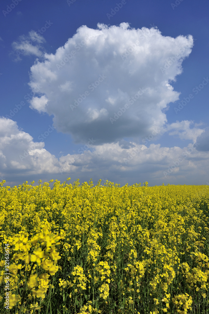 argiculture, clouds, rapefield, landscape, spring, sky, yellow