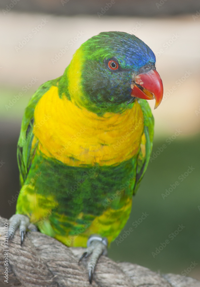 exotic Parrot Bird