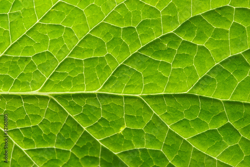 leaf texture