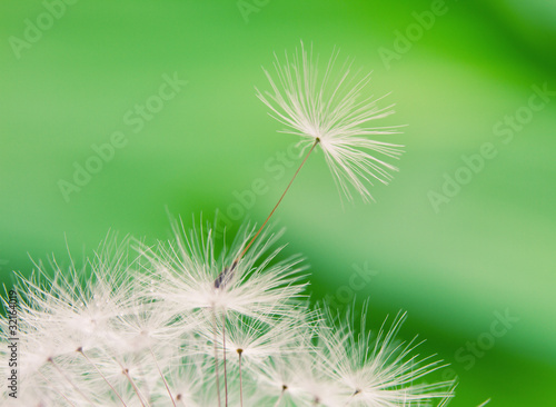 Close-up of wet dandelion seed with drops