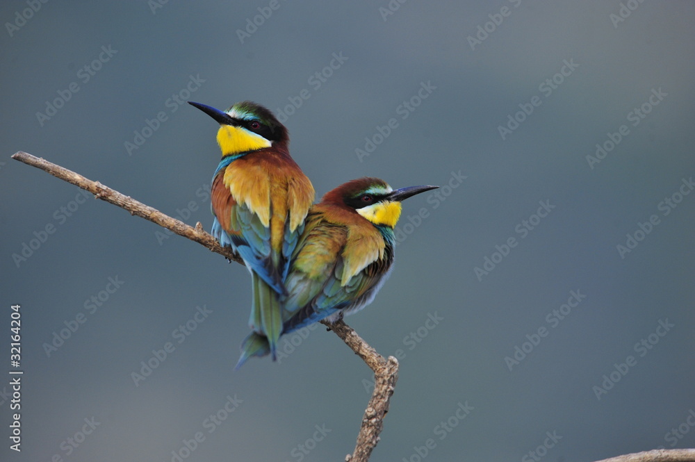 Bee-eater, Merops apiaster - the marriage period Bee-eater, Merops apiaster - the marriage period