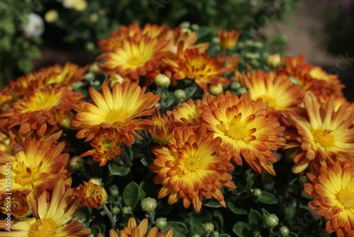 Chrysanthemums