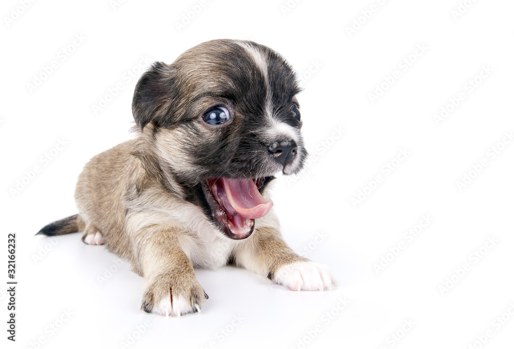 cute Chihuahua puppy with funny open mouth close-up