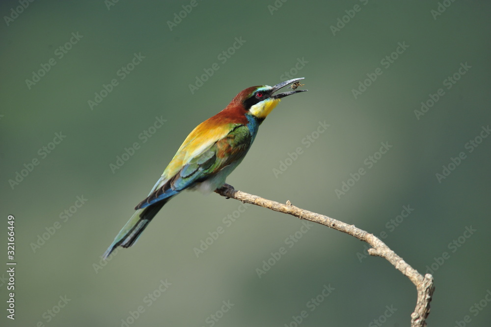 Bee-eater, Merops apiaster Bee-eater, Merops apiaster
