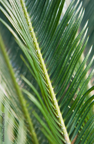 beautiful palm tree leaves