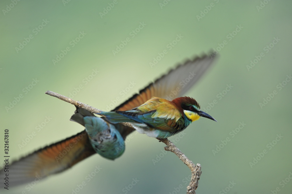 Fototapeta premium Bee-eater, Merops apiaster - the marriage period