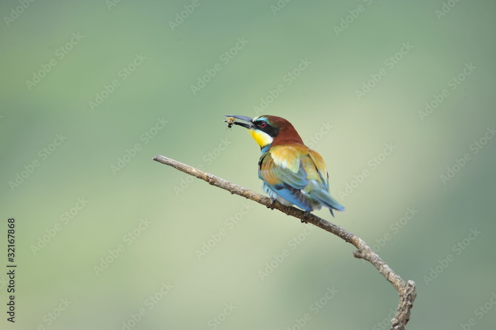 Bee-eater, Merops apiaster Bee-eater, Merops apiaster