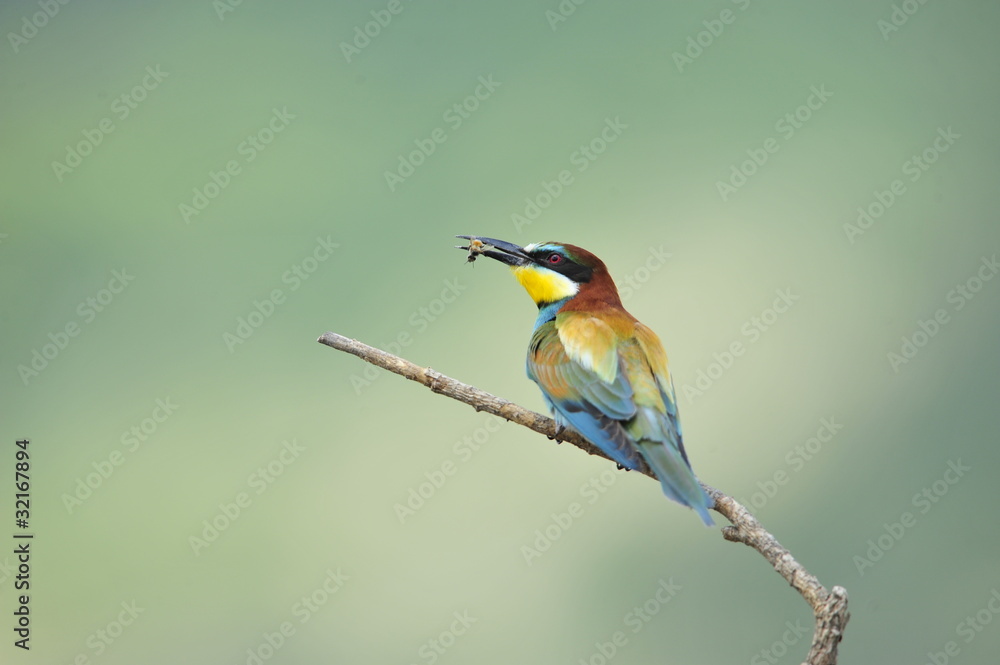 Obraz premium Bee-eater, Merops apiaster