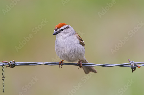 Chipping Sparrow