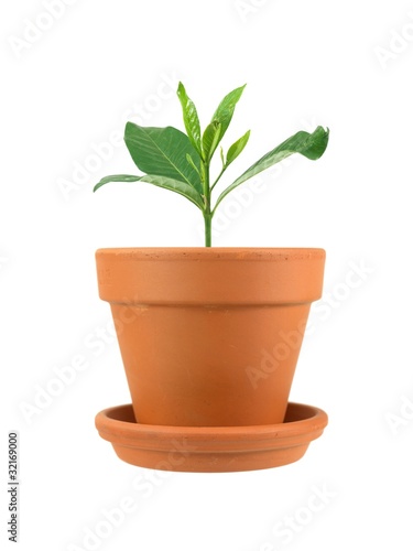 Flower Pot