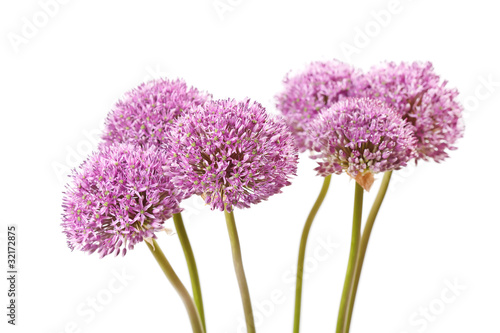 Fototapeta Naklejka Na Ścianę i Meble -  beautiful flowers