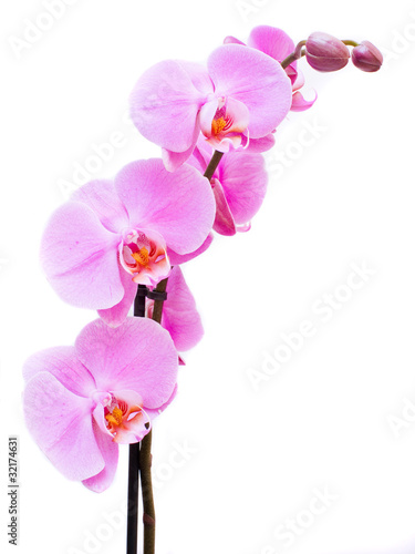 Fototapeta Naklejka Na Ścianę i Meble -  Beautiful pink Orchid, isolated on a white background.