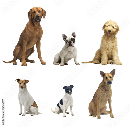 Fototapeta Naklejka Na Ścianę i Meble -  6 sitzende hunde