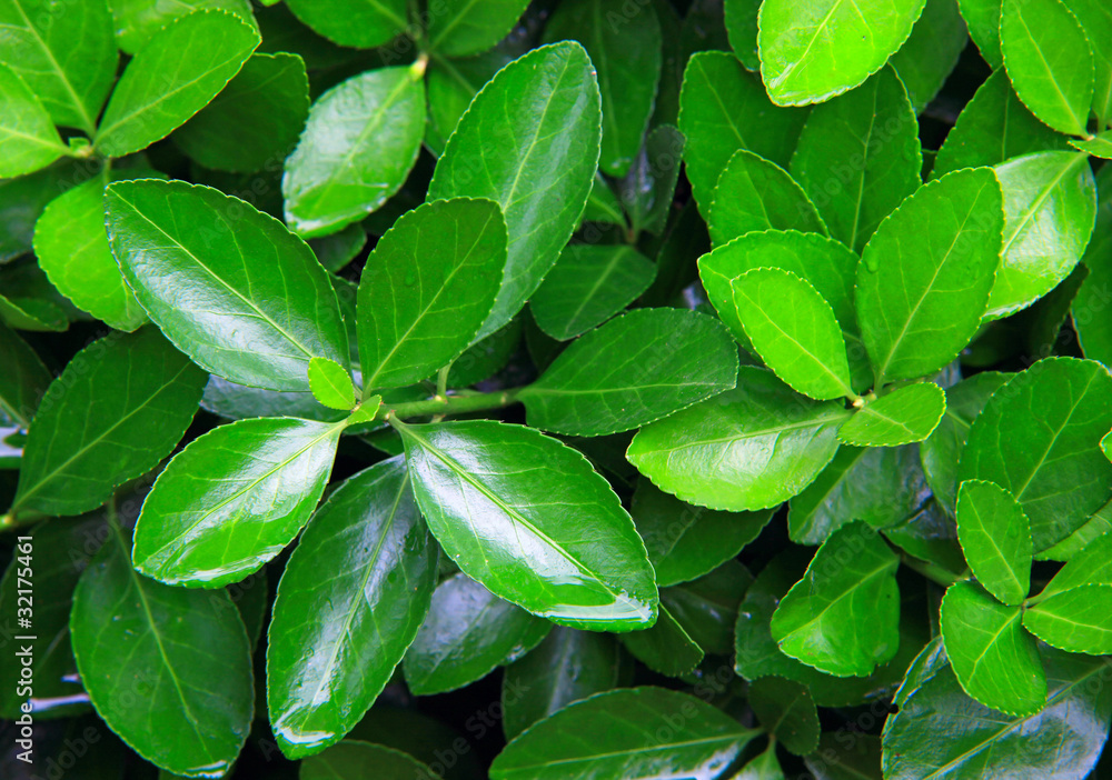 Close-up shot of green bush after rain Close-up shot of green bush after rain