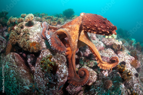 Giant octopus Dofleini