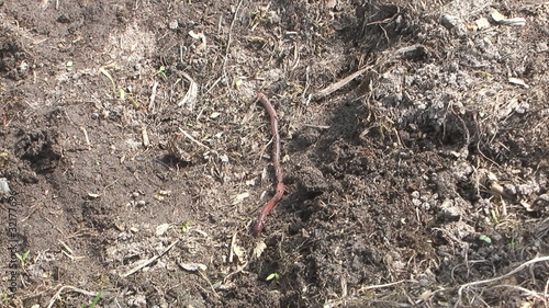 Earthworm crawling on the ground.