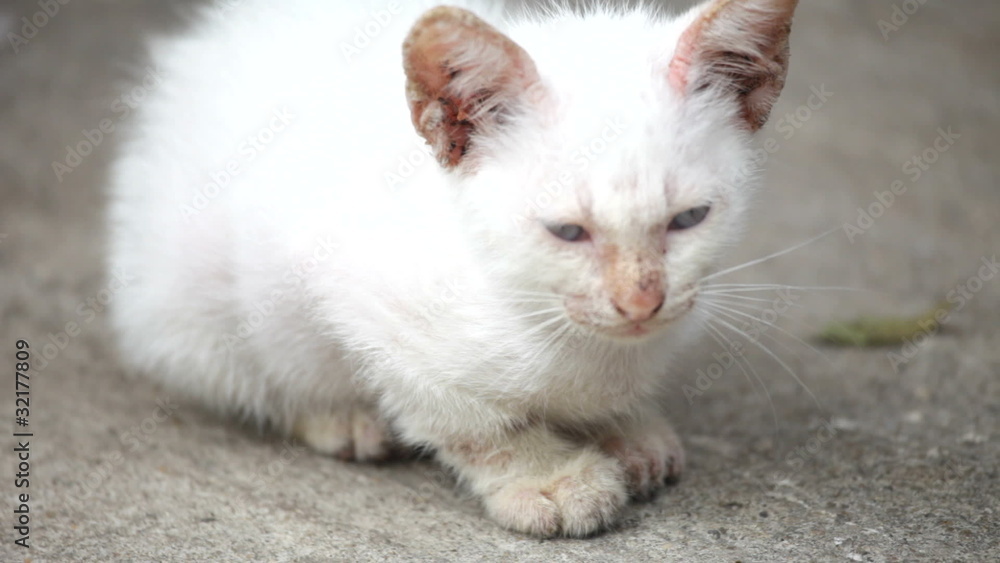 Homeless cat Homeless cat